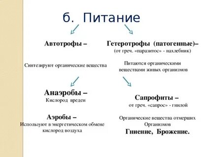 Амеба автотроф или гетеротроф
