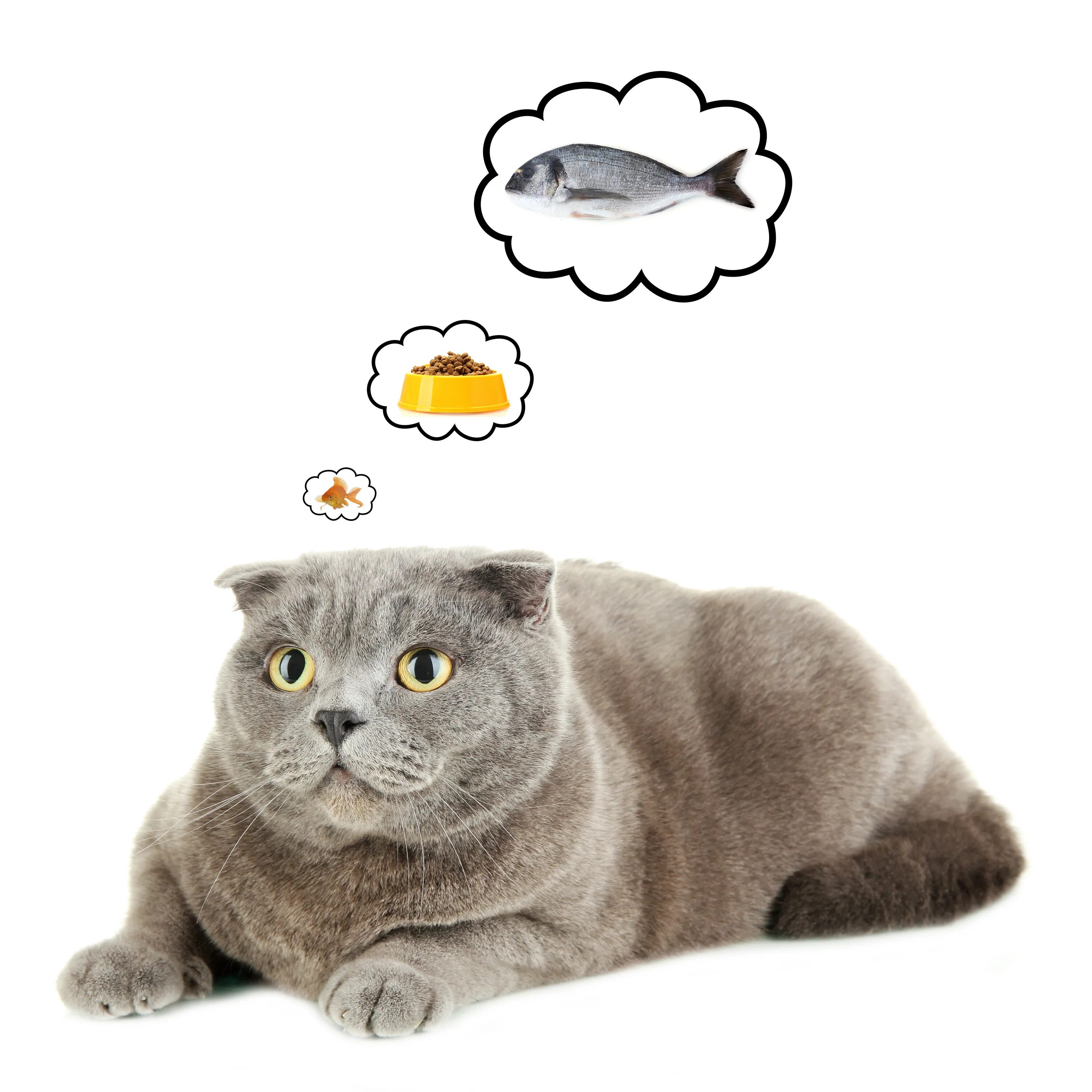 Мечтающий кот. Кот мечтает. котенок думает. кот задумался. кот думает о еде.