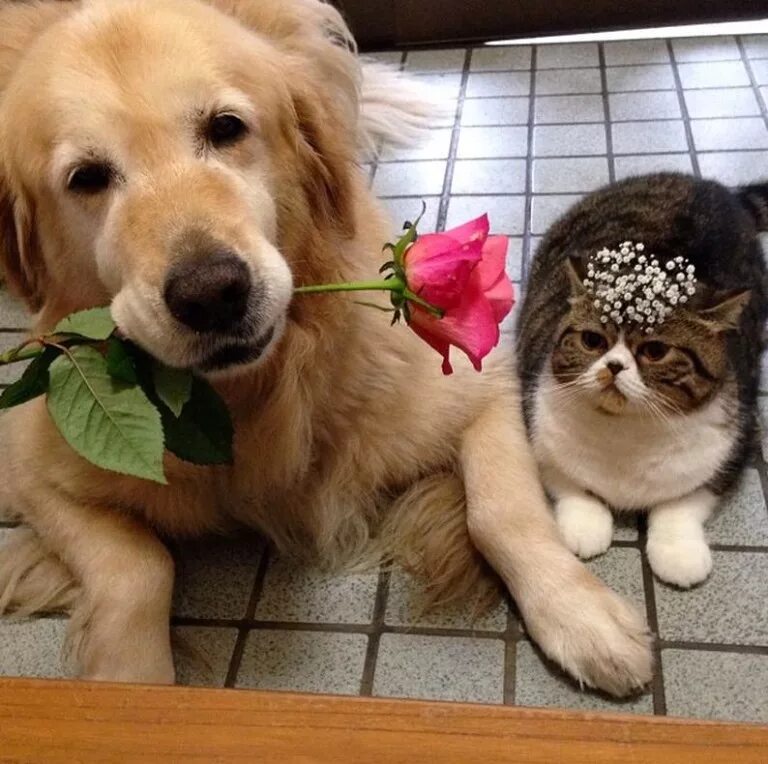 с днём друзей картинки. человек и природа. друзья вместе. детям о дружбе. добрые 8 друзей.