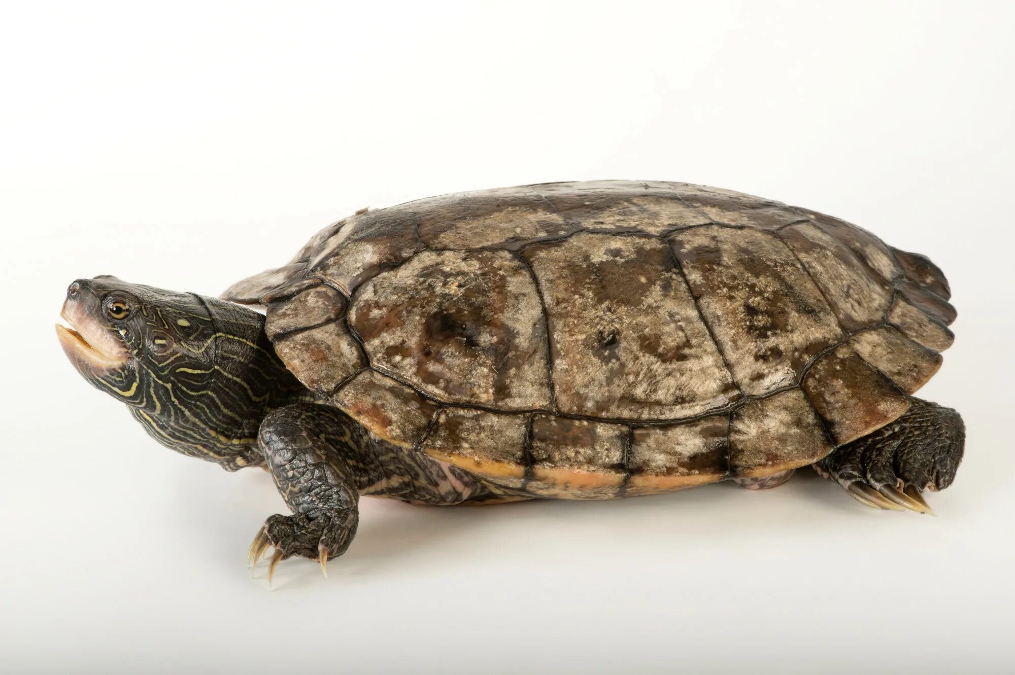 Platemys platycephala. Маленькие черепашата. Плоскотелые черепахи. Плоскотелые черепахи. Плоскотельные черепахи.