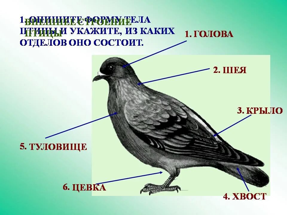 Строение птицы. Внешнее строение птиц. Строение тела птицы. Строение птицы для детей. Отделы тела птиц 7 класс