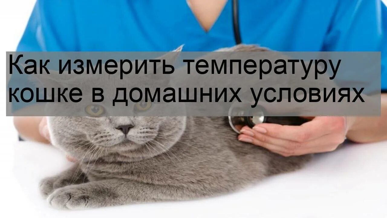 Может ли быть у кошки температура. Температура кошек. какая нормальная температура у кота. как измерить температуру у кошки в домашних условиях. норма температуры у кошек.