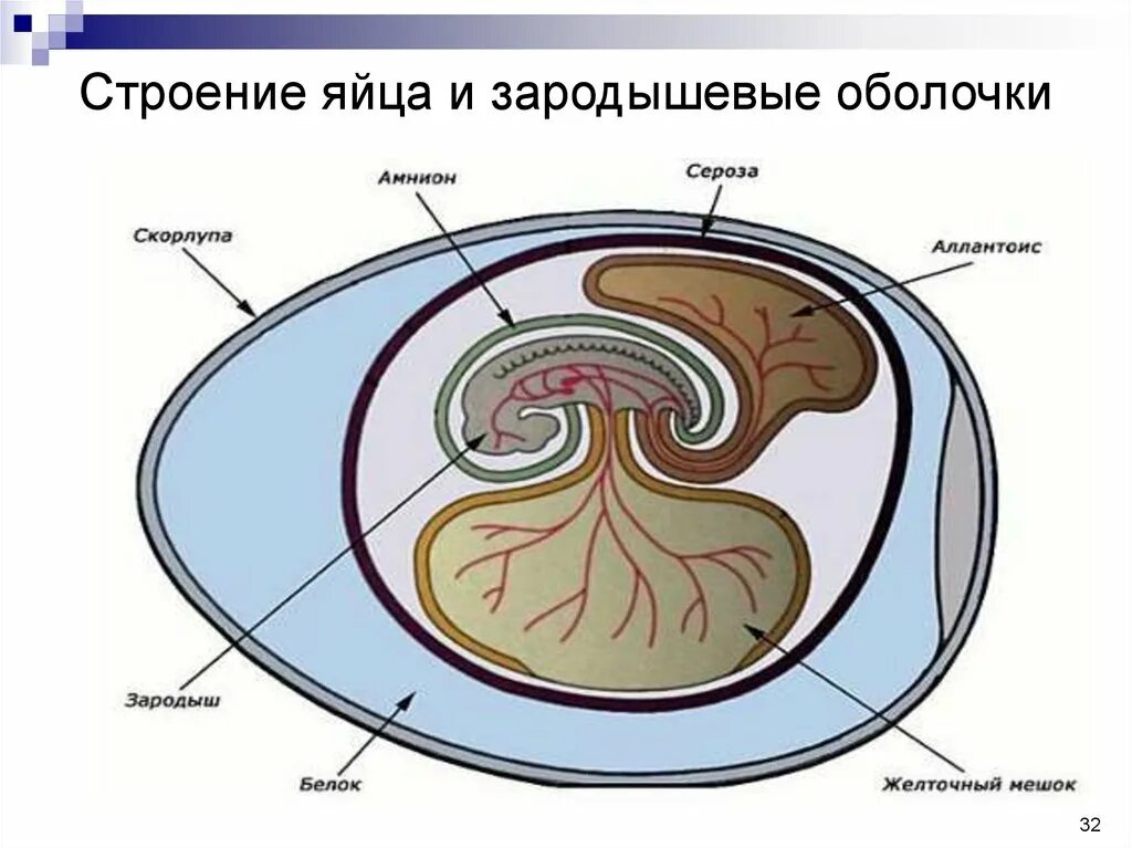 Зародышевые оболочки амниот. Строение яйца и зародышевые оболочки. Строение зародыша хорион амнион. Эмбриональные оболочки в яйце. Яйцо ящерицы оболочка