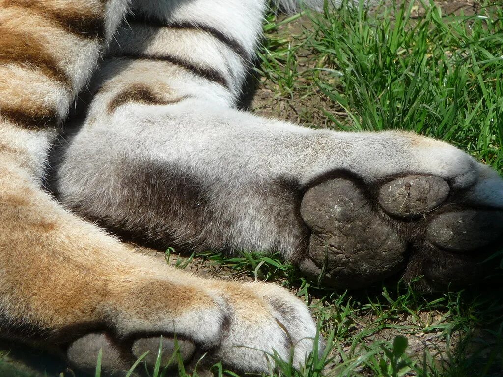 Tiger feet. Подушечки на лапах тигра. Tiger feet. Bengalis. Передние лапы тигра.