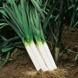 Leek