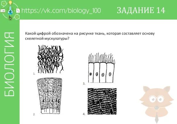 Регенерация поперечно полосатой скелетной мышечной ткани. Мышечная ткань. Основу скелетных составляет ткань. Поперечно полосатая скелетная ткань функции. Основу скелетной мускулатуры составляют.