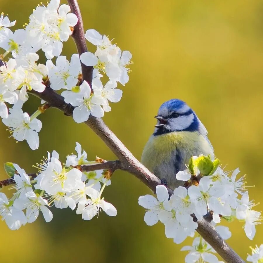 В душе пели птицы. Весенний мотиватор. Настроение весны.