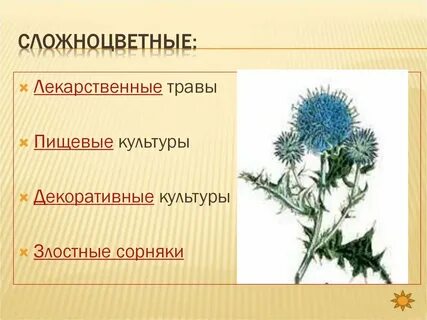 Сорные сложноцветные растения