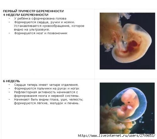 Первая беременность отзывы. Беременность 1 триместр эмбрион. Развитие по неделям беременности 1 триместр. 1 Триместр беременности плода по неделям. Развитие эмбриона в 1 триместре.