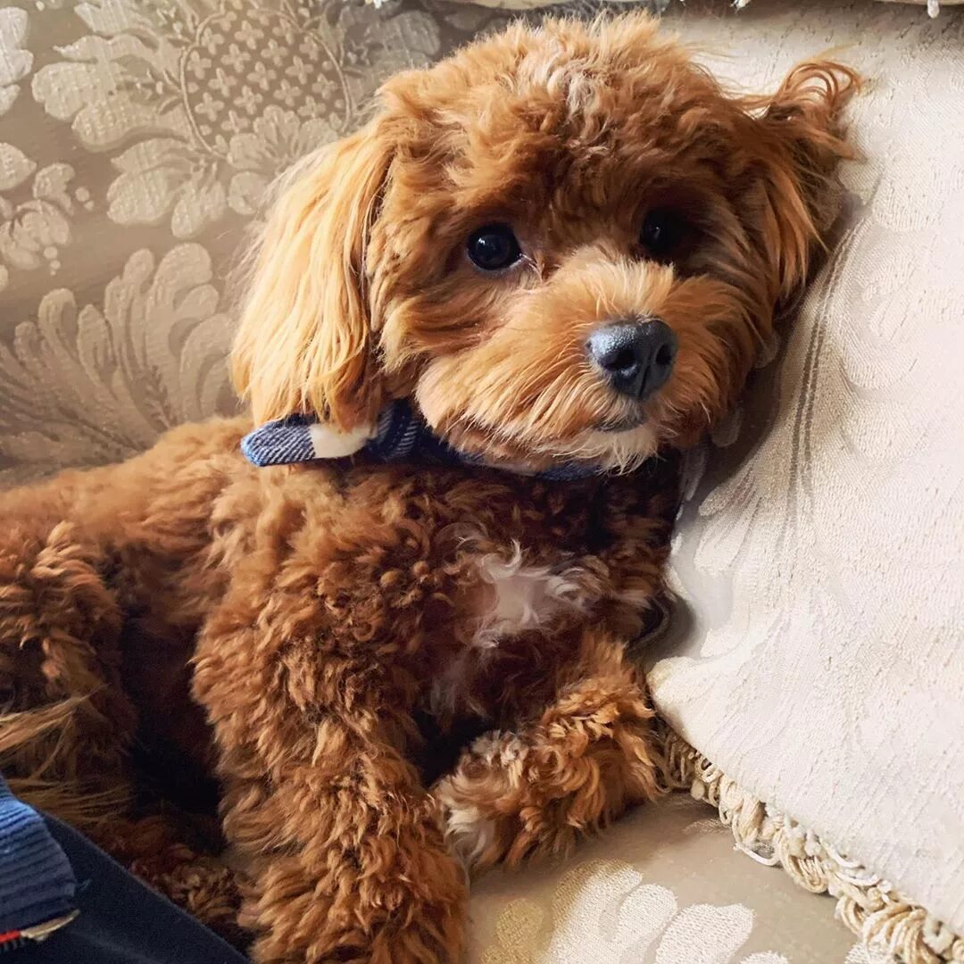 MALTIPOO PUPPIES,DOG RELAXING FOR DOGS MUSIC,YOUTUBE BACKGROUND MUSIC# 1 - YouTu