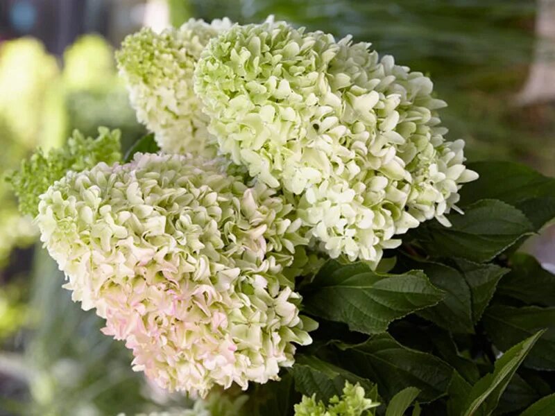 Гортензия метельчатая литтл фреско. Метельчатая литл фреско. Гортензия литтл фреско. Метельчатая литл фреско. Метельчатая литл фреско.