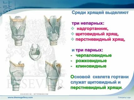 Состоит из нескольких парных и непарных хрящей