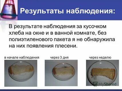 Выращивание плесени на хлебе практическая