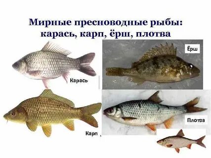 Чем питается карась