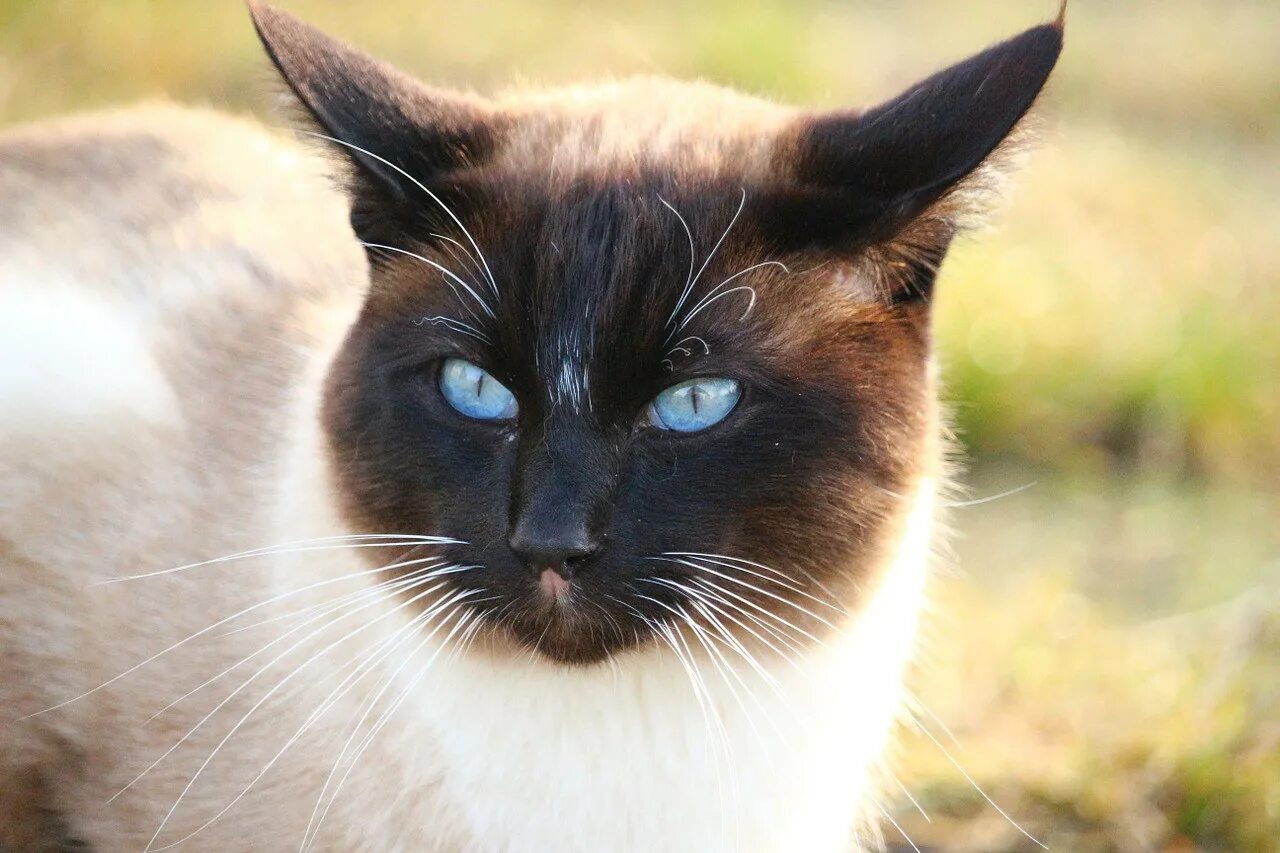 Цвет сиамских кошек. Сиамская кошка. Сиамская кошка черная. Сиам кошка Сиамская. Сиамская черепаховая кошка.