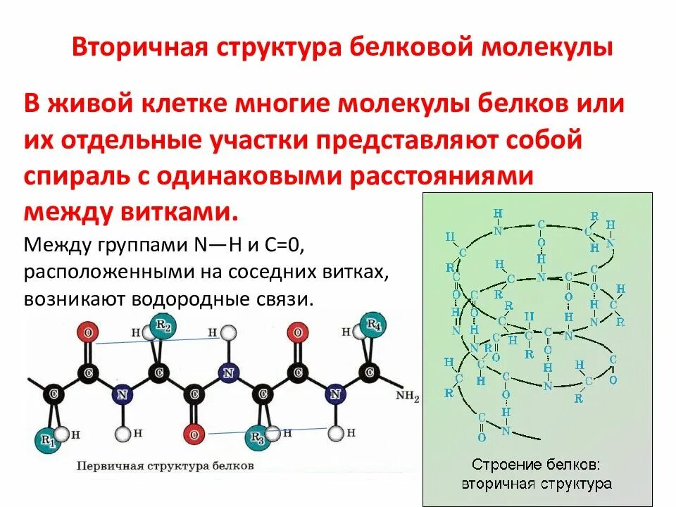 Выберите строение молекул белков. Белок с структура 4 строение. вторичная структура молекулы белка. биополимеры белки схема.