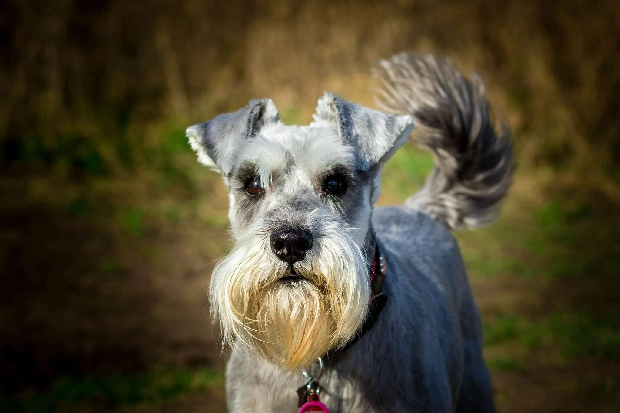 Мандезунский штубер шнауцер. Цвергшнауцер шнауцер ризеншнауцер. Порода цвергшнауцер. Цвергшнауцер карликовый шнауцер. Цвингер шнауцер.