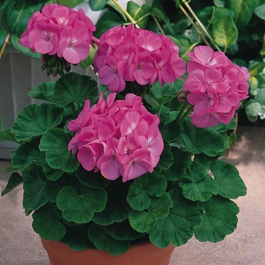 Geranium &#39;PAC Sassa&#39; - Annual Bedding Plants - Van Meuwen Fiori da balco