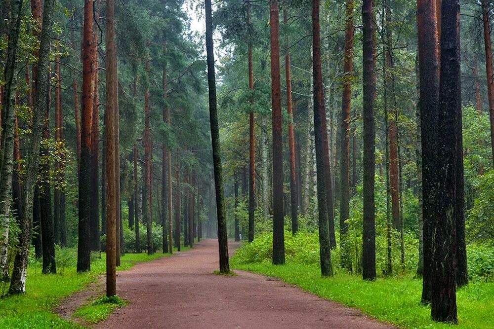 Лес сосняк. Сосновый лес яранск. Места с сосновым лесом. Сосновый бор ленинградская область финский залив. Места с сосновым лесом.