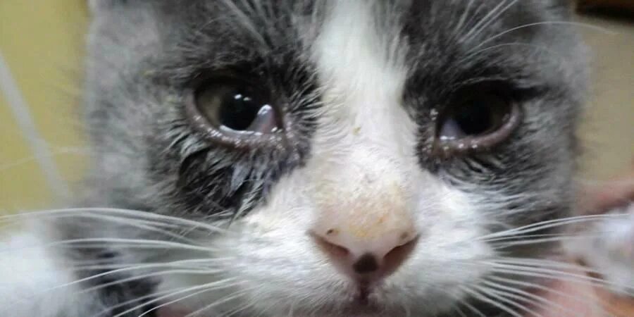 Простуда текут глаза. Инфекционный ринотрахеит кошек. Заболевания глаз у кошек.