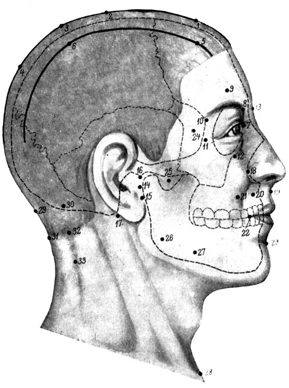 Линия затылка. Заушная область головы. Орбитомеатальная линия головы. Область затылка.