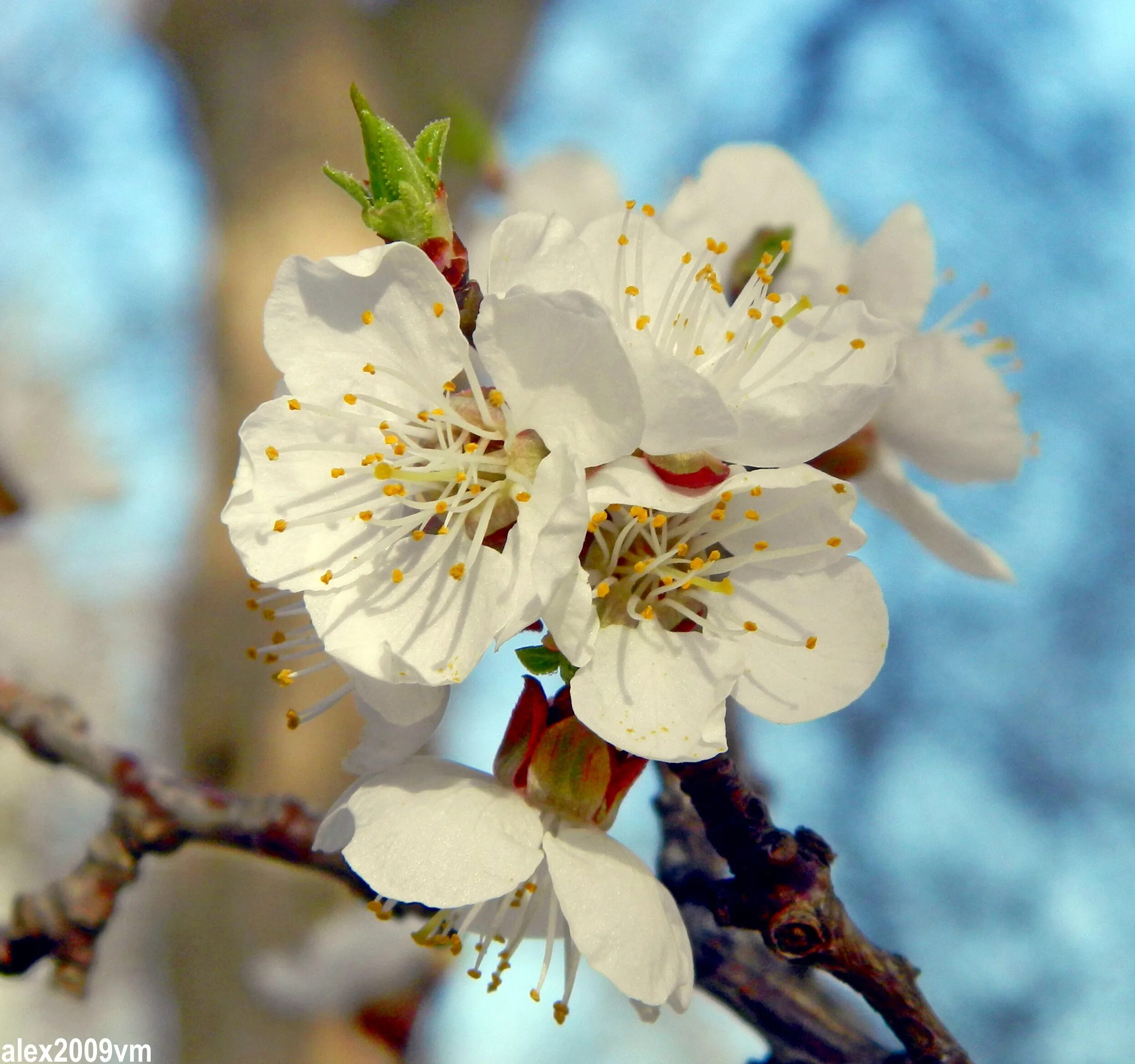 Расцветали яблони и груши. Стих есенина черемуха. Девочка весна. Сергей есенин черёмуха душистая. Белоснежная вишня.