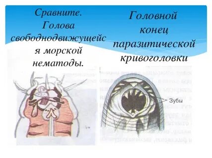 Головной конец