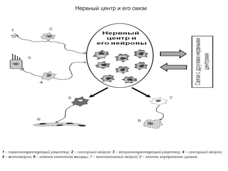 Нервный центр структура. Строение нервного центра. нервный центр схема строения. нервный центр. примеры нервных центров.