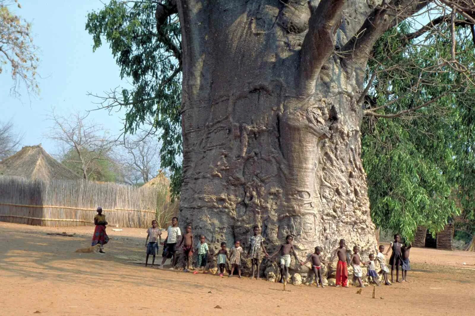 Самое толстое дерево в мире баобаб. Исполинский баобаб. Африканское дерево баобаб. Дерево Сейба Фритаун.
