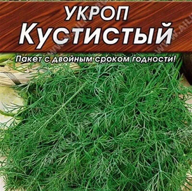 Укроп число. Укроп кустистый 2гр.