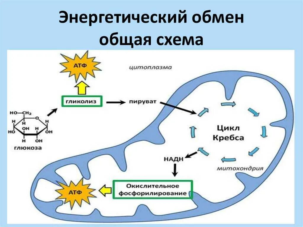 Последовательность этапов атф. Схема процессов энергетического обмена. Энергетический обмен веществ схема. Схему катаболизма эукариотической клетки.