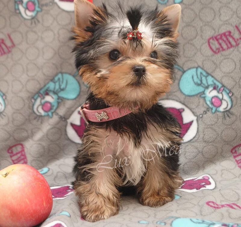 Йоркширский терьер со щенками. Йоркширский терьер стандарт питомник. Йоркширский терьер щенки девочка. Йоркширский терьер. Йоркширский терьер.