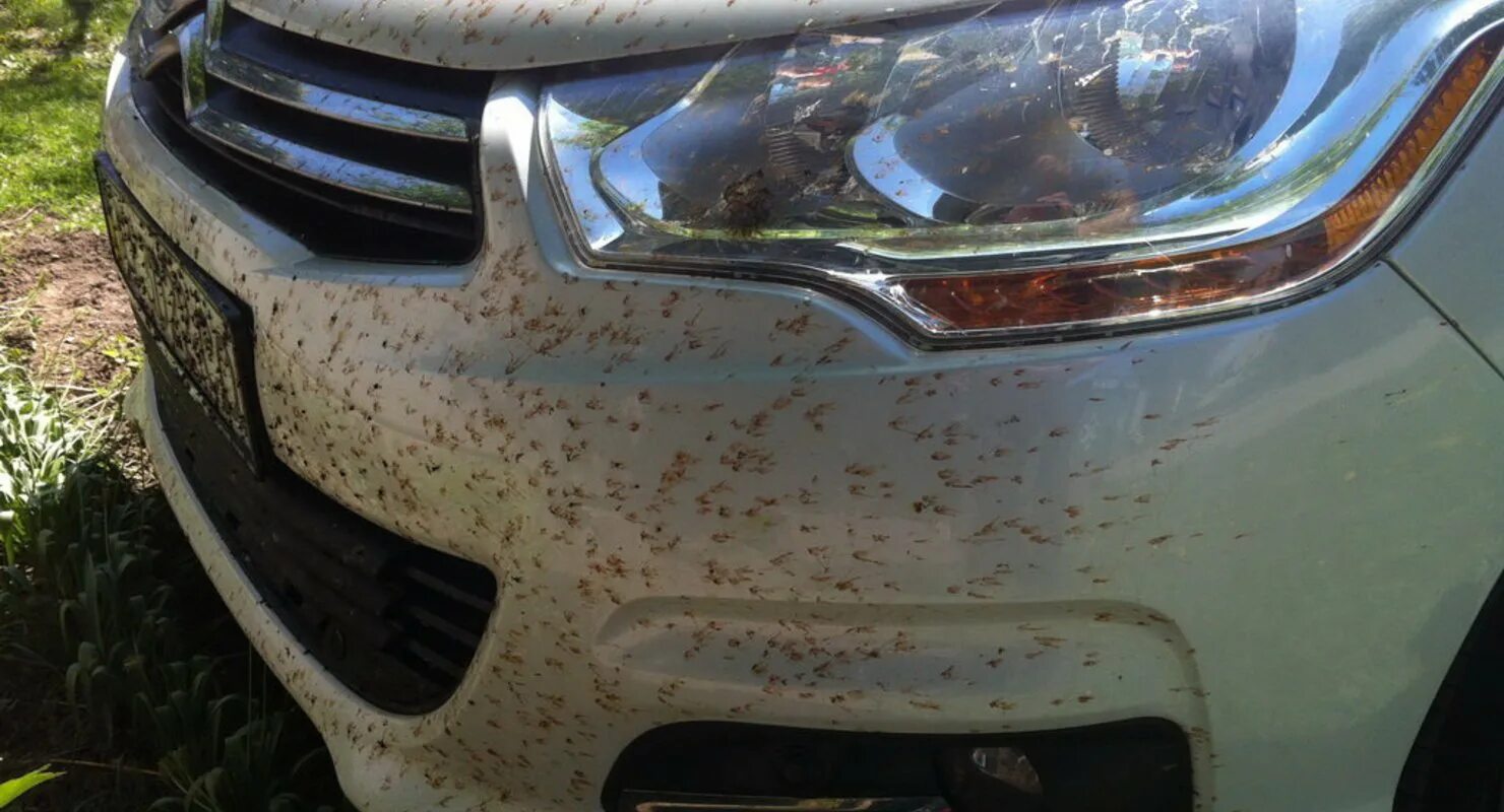 Автомобиль пятно. Мошки на бампере автомобиля. Бампер автомобиля. Следы от насекомых на кузове автомобиля. Машина насекомое.