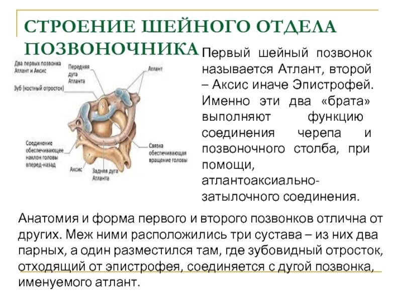 Функции шейного отдела. Шейный отдел позвоночника особенности строения кратко. Особенности строения шейного позвонка. К особенностям строения шейных позвонков относятся. Особенности строения шейных позвонков кратко.