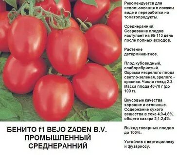 самоопыляемые томаты сорта