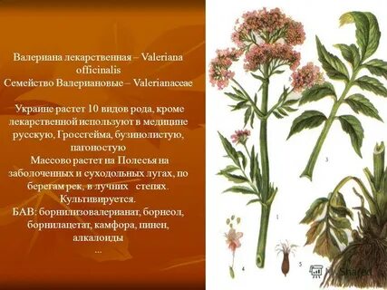 Лекарственные семейства