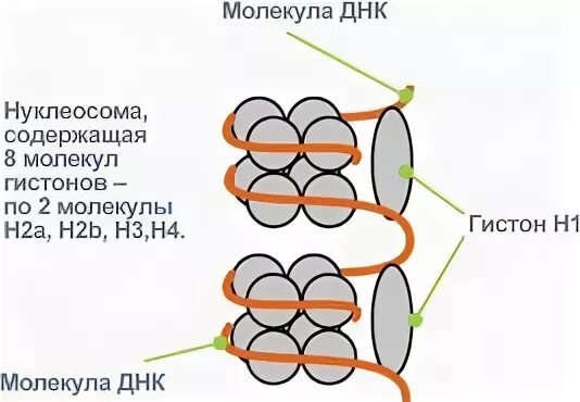 Гистон сложный белок. Гистоны глобулярные белки. Строение нуклеосомы. Гистоны строение.