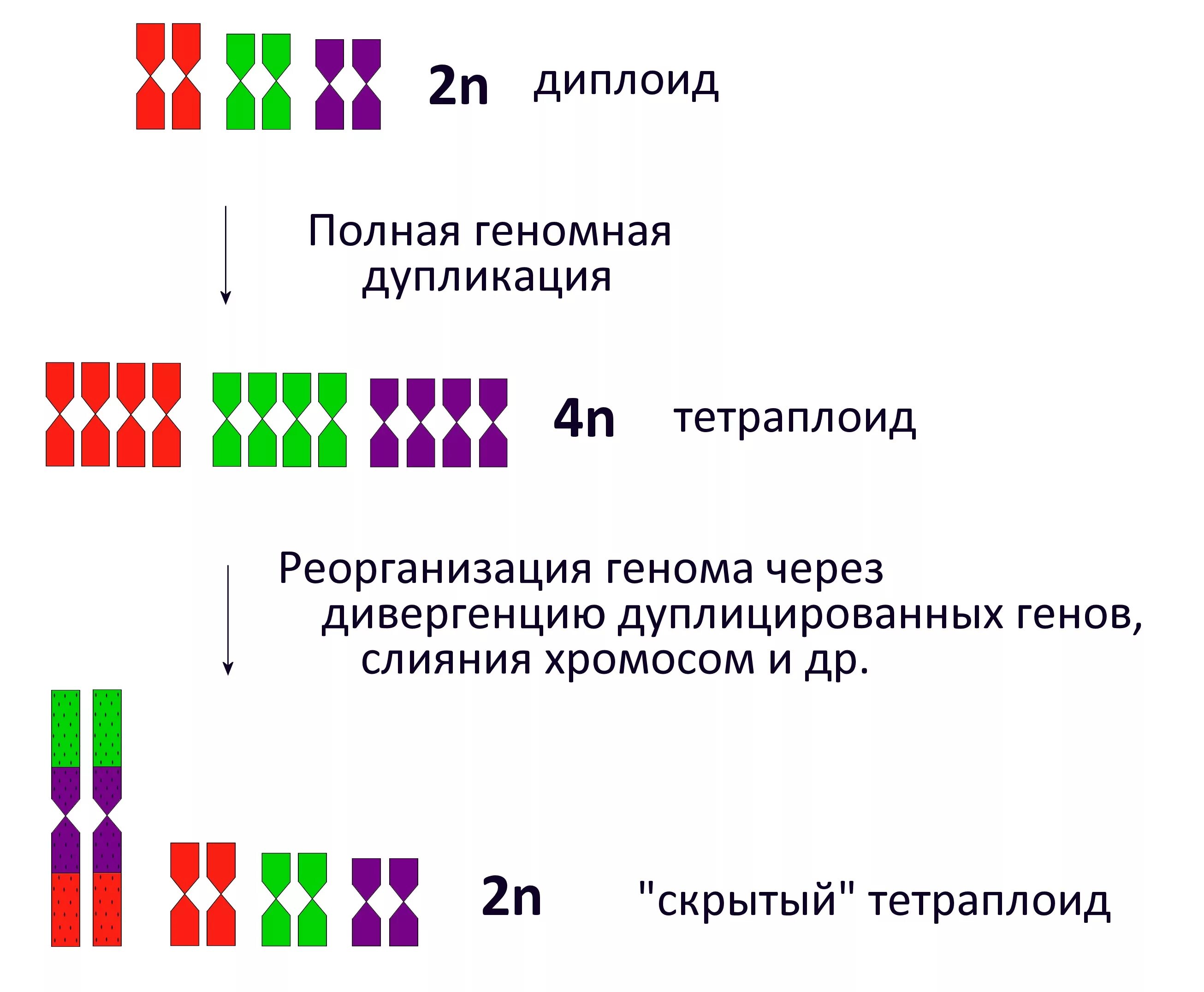 Гаплоидия анеуплоидия и полиплоидия автополиплоидия. Диплоидный набор и гаплоидный набор. Полиплоидный набор хромосом это. Диплоид. Диплоид.