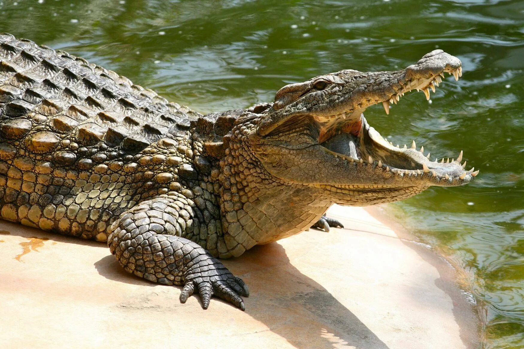 Крокодил про животных. Крокодил Аллигатор Кайман. Нильский крокодил. Нильский Кайман. Нильский крокодил рептилия.
