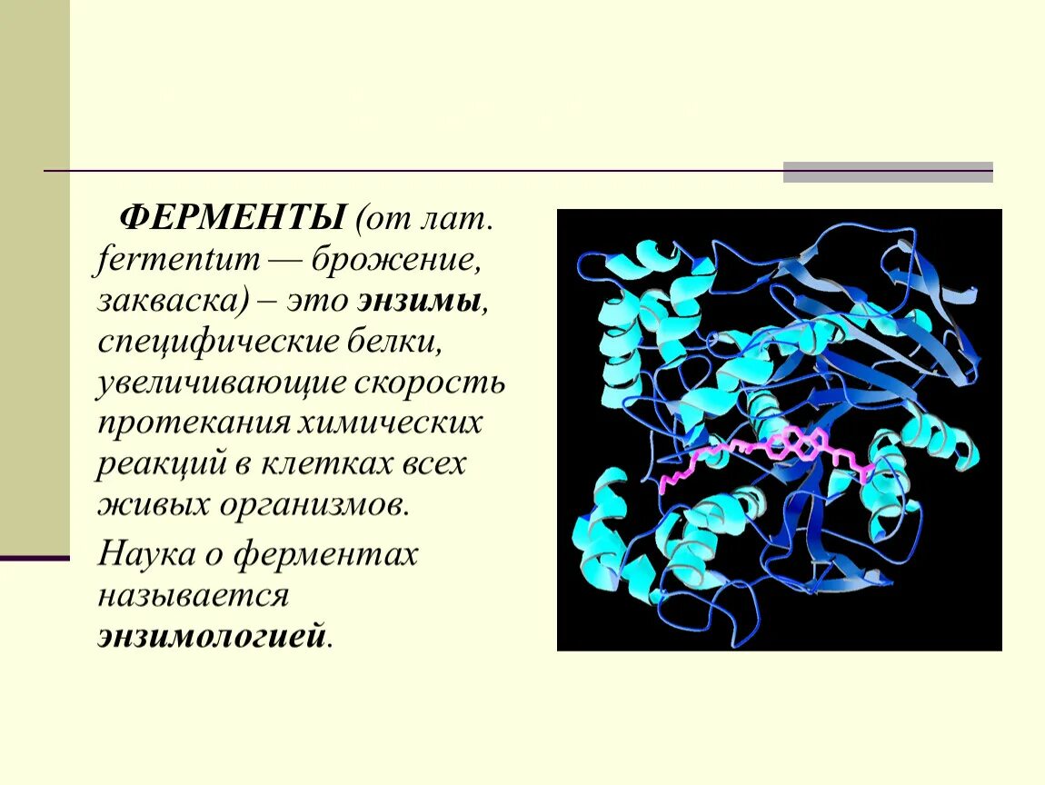 Чем помогают ферменты. Ферменты. Ферменты это. Ферменты это простыми словами. Ферменты энзимы.