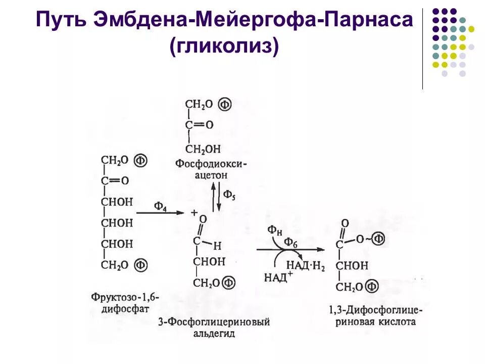 Субстратное фосфорилирование в гликолизе