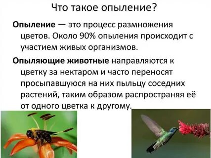 Зачем нужен нектар