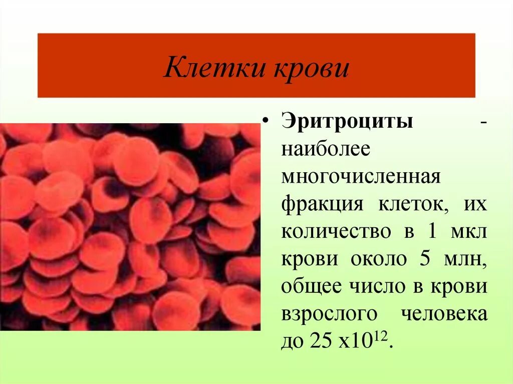 Эритроциты сильно повышены. Клетки крови эритроциты лейкоциты тромбоциты рисунок. Кровяные тельца крови гистология. Самые крупные эритроциты у. Наиболее многочисленные клетки крови.