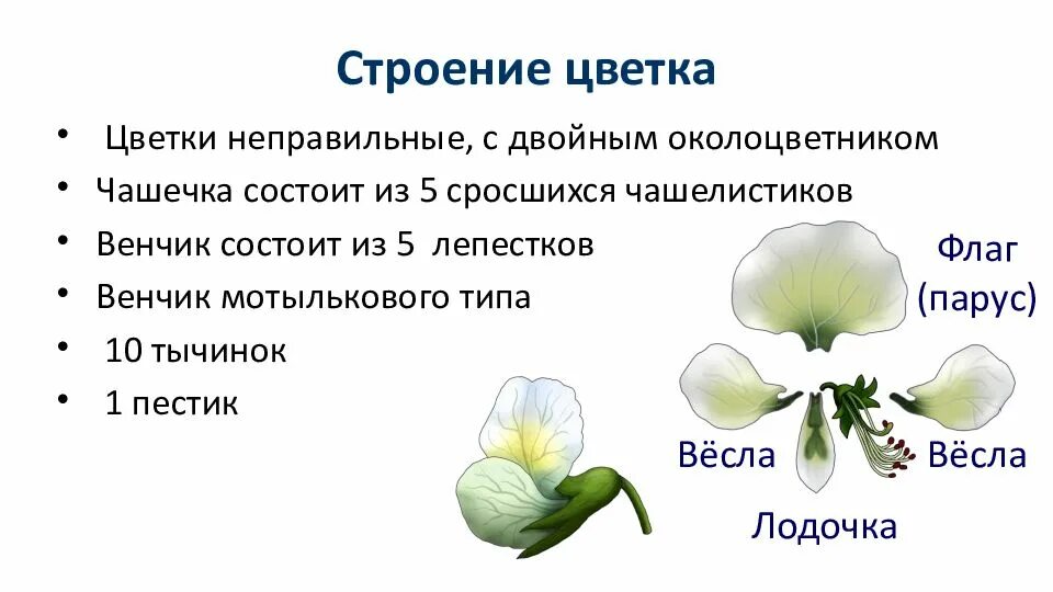 Цветок венчик зародыш какое понятие следует вписать. Строение околоцветника бобовых. Строение семейства мотыльковых растений. Семейство бобовые строение. Строение цветка бобовые Мотыльковые.