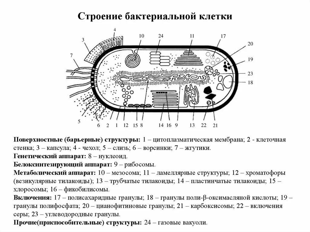 При резких изменениях температуры бактериальная клетка образует. Схема строения бактериальной клетки микробиология. Строение органоидов бактериальной клетки микробиология. Строение бактериальная клетка бацилла. Строение бактериальной клетки спорообразование.