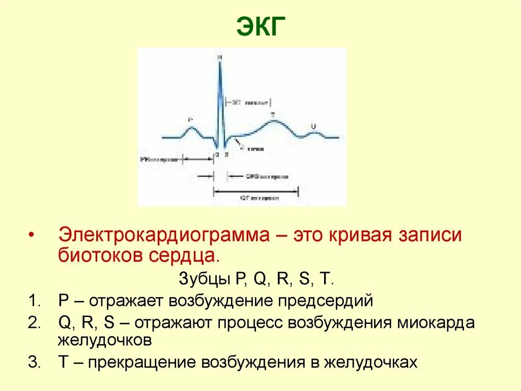 ЭКГ метод исследования функции сердца. Зубцы ЭКГ расшифровка физиология. Структура нормальной ЭКГ. Зубцы ЭКГ нормальная физиология.