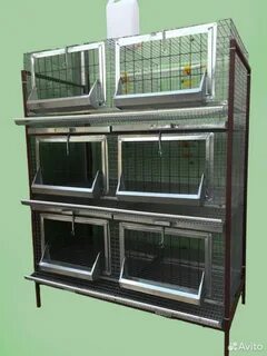 Куры от производителя