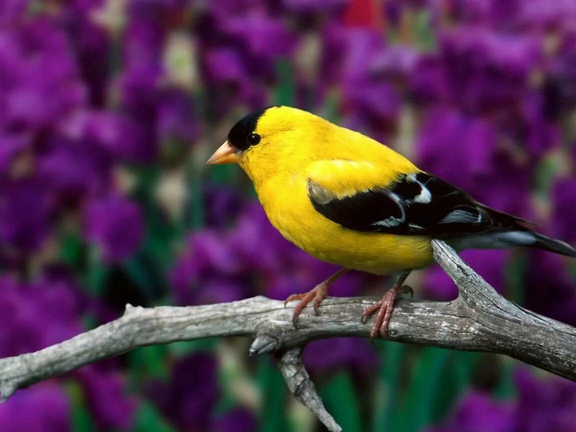 Птица на сухом дереве. American Goldfinch птица. Американский щегол. Щегол обыкновенный. Крым желтая птица яркая.