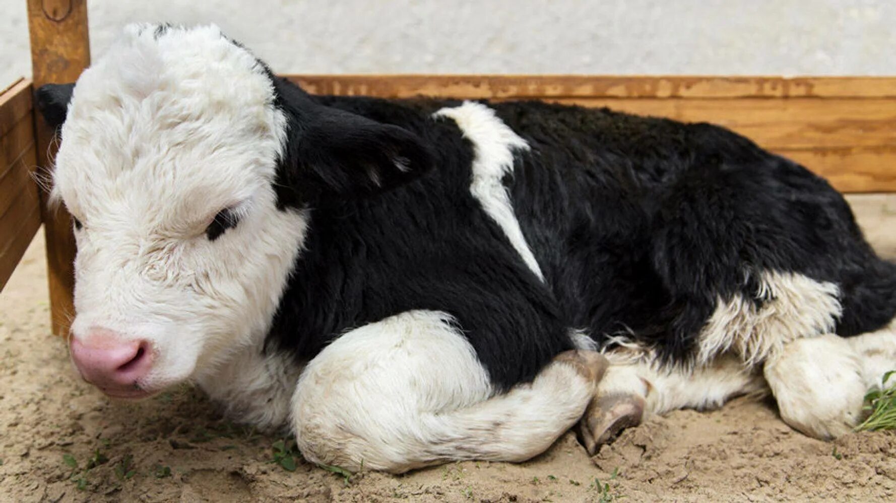 Лечат телята. Лечат телята. Бронхопневмония молодняка крс. Бронхопневмония телят. Эмфизематозный карбункул крс.