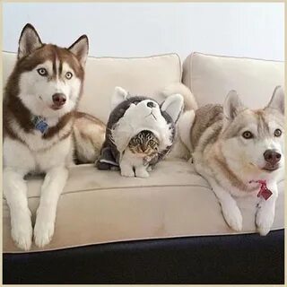 Кот в собаках 3